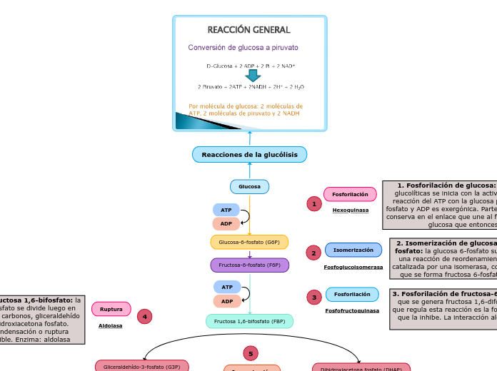 Gluc lisis Mind Map